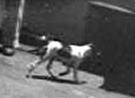 photo of dog on ship